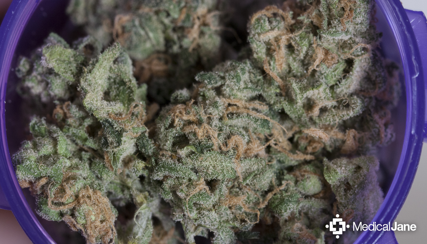 Chocolope Marijuana Strain