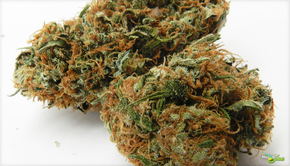 Hog's Breath Marijuana Strain