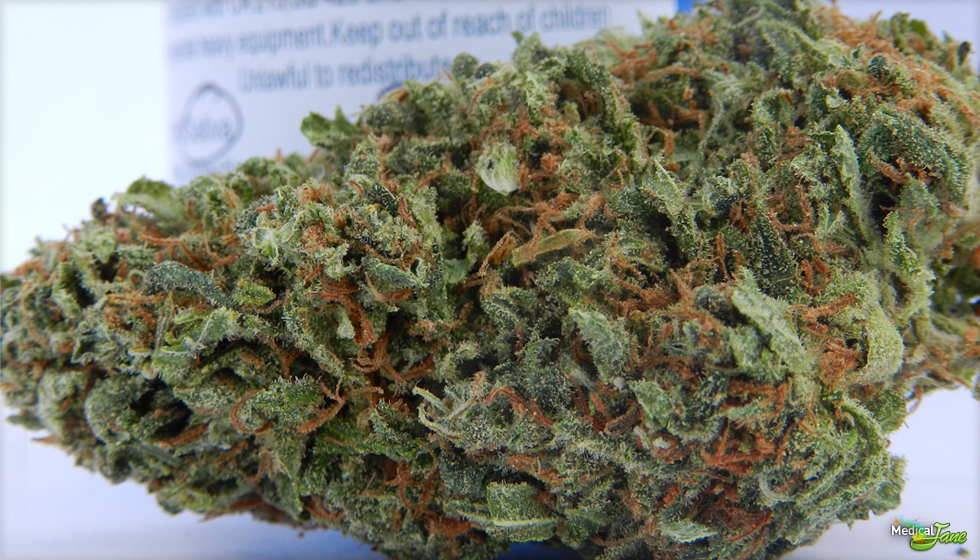 Orange Crush Marijuana Strain