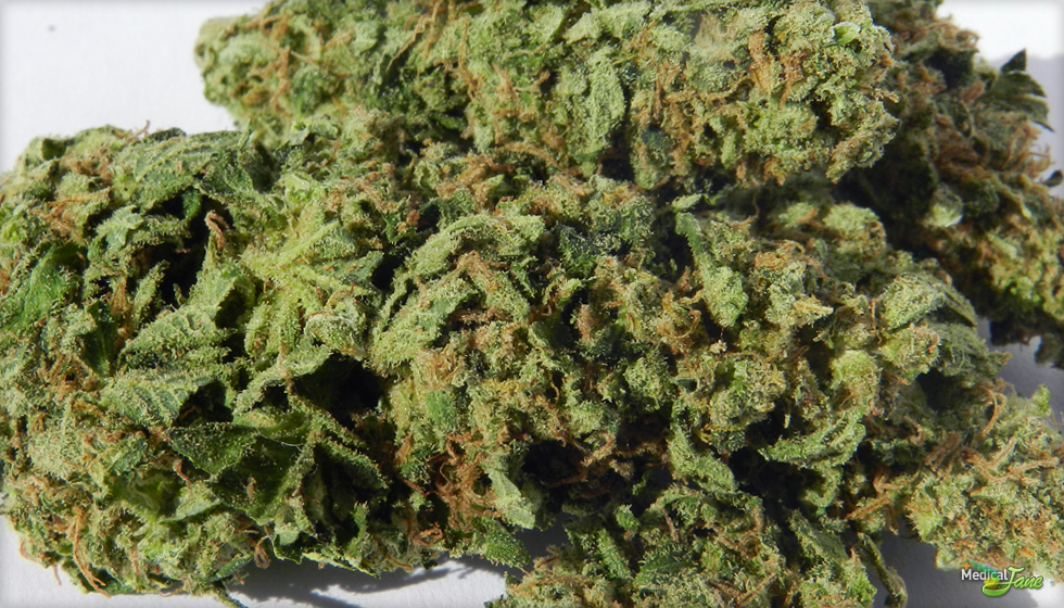 Sour Jack Marijuana Strain