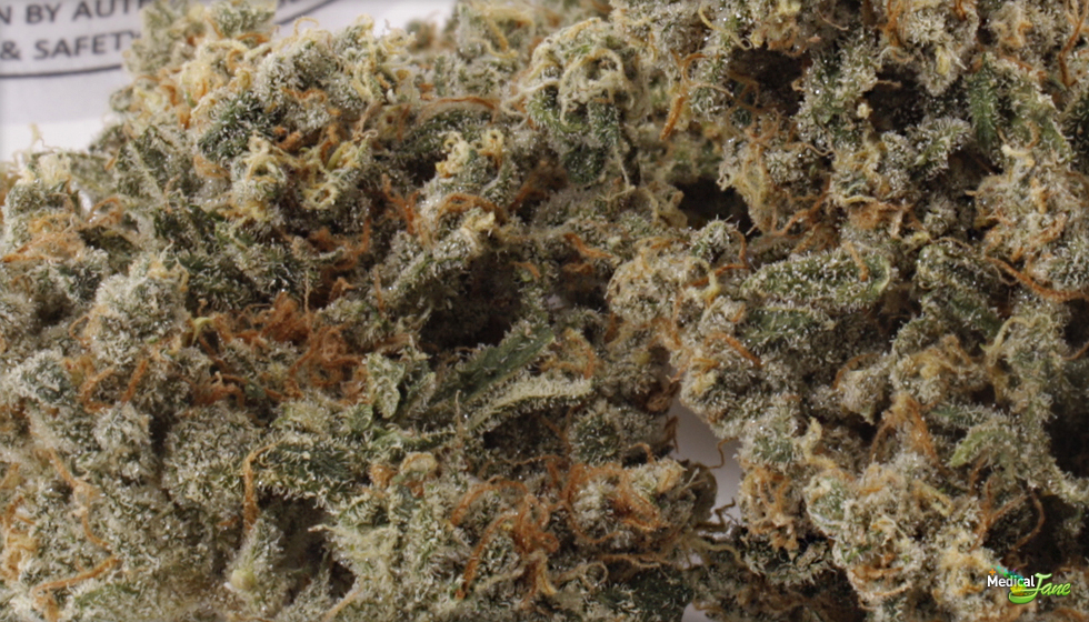 TrainWreck Marijuana Strain