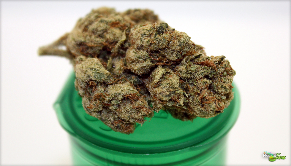 Candy Kush Marijuana Strain