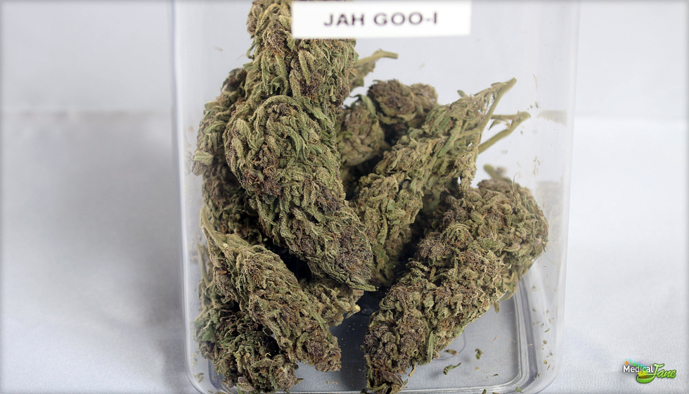 Jah Goo Marijuana Strain
