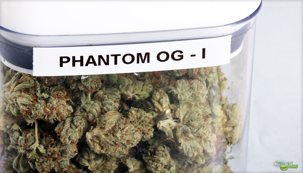 Phantom OG Marijuana Strain