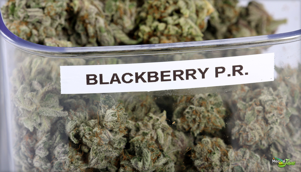 Blackberry Marijuana Strain