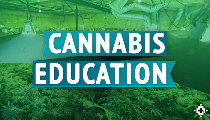 Educational Opportunities Within The Cannabis Industry