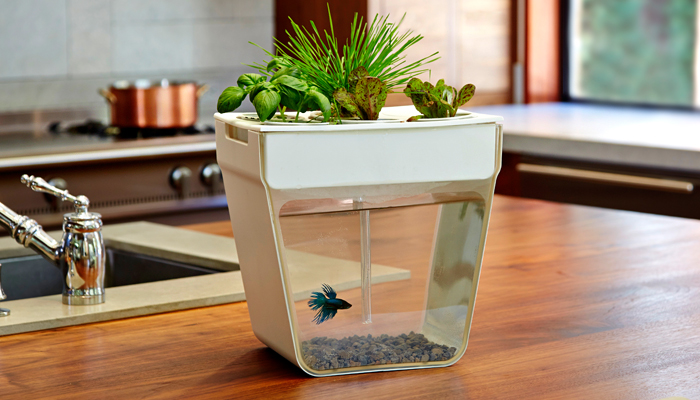 self-cleaning fish tank grows organic plants