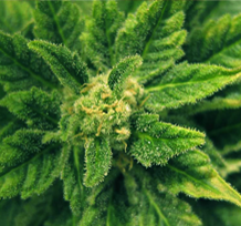 The Science of Medical Marijuana