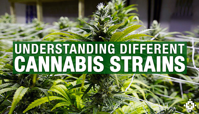 Types of Weed (Cannabis) and Strains