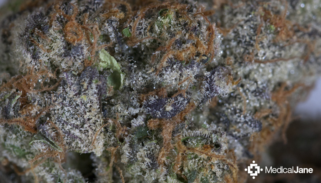 Grape Ape Marijuana Strain