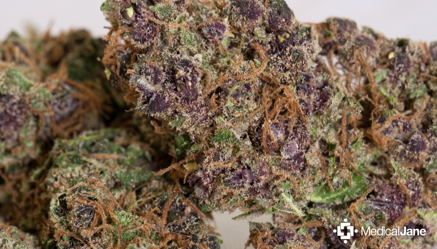 Black Jack Marijuana Strain