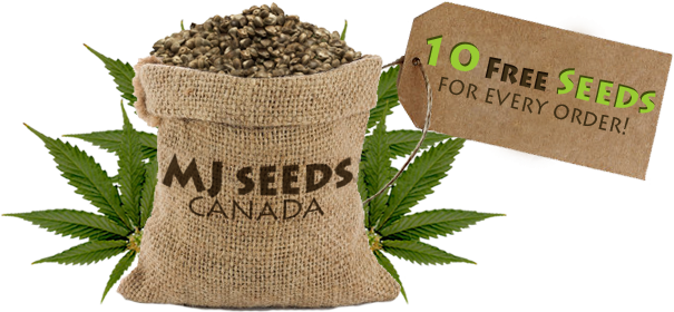 MJ Seeds Canada