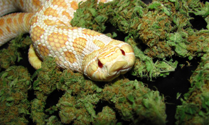 cannabissnake.jpg