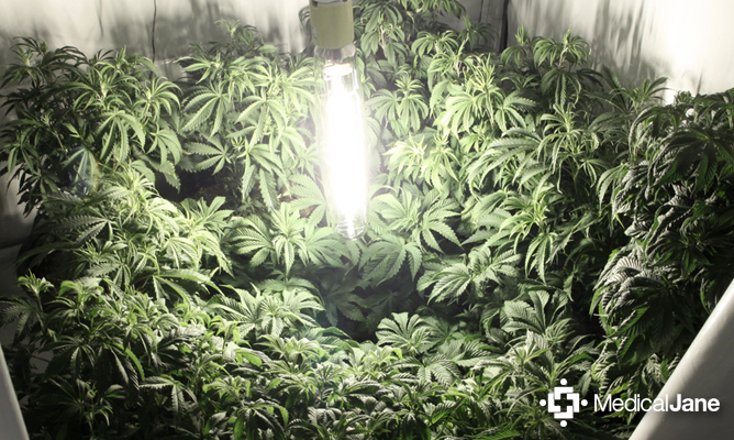 Growing Advice Learn How To Grow Medical Marijuana