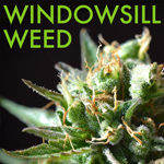 Logo for Windowsill Weed